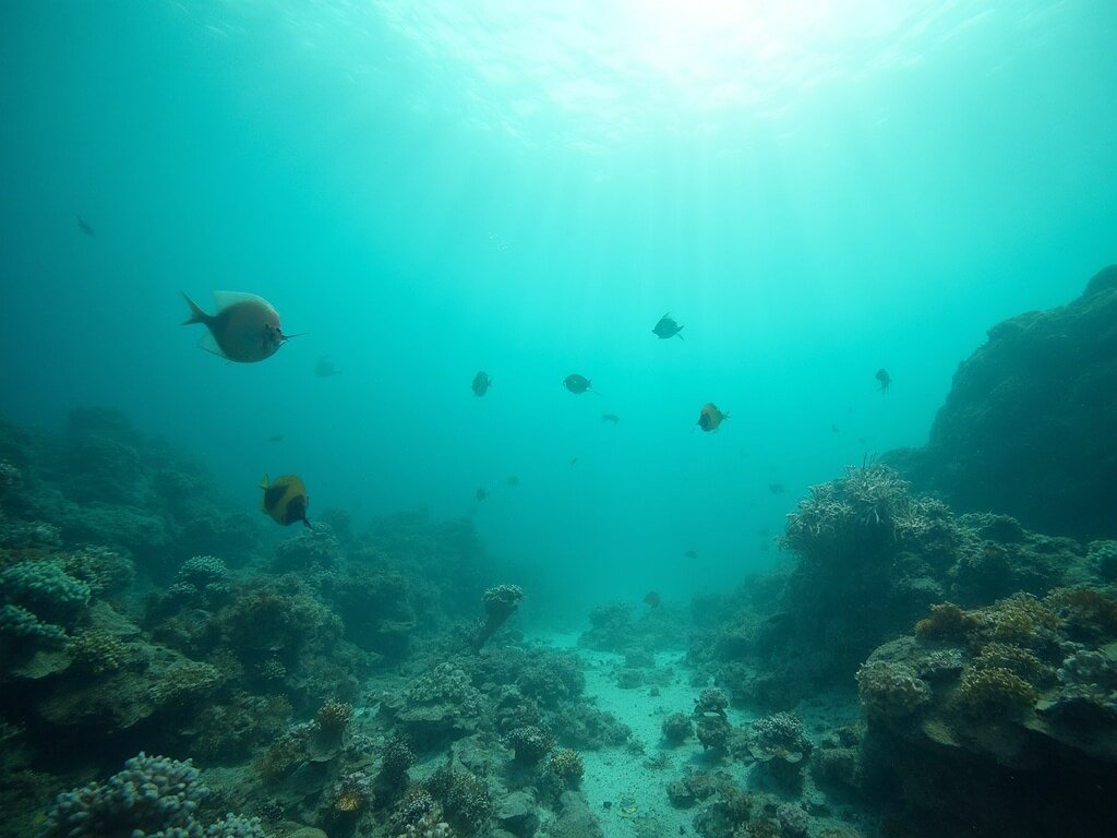 Soft coral gardens, tropical fish species, and natural lighting showcase marine biodiversity in serene underwater scene at Fitzroy Island